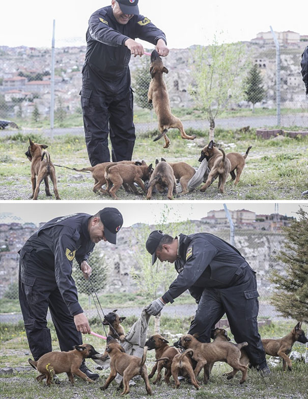 Cães heróis: a relação de soldados e seus animais