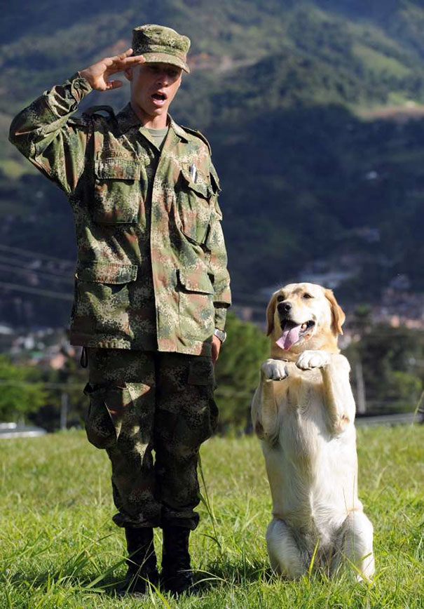Cães heróis: a relação de soldados e seus animais