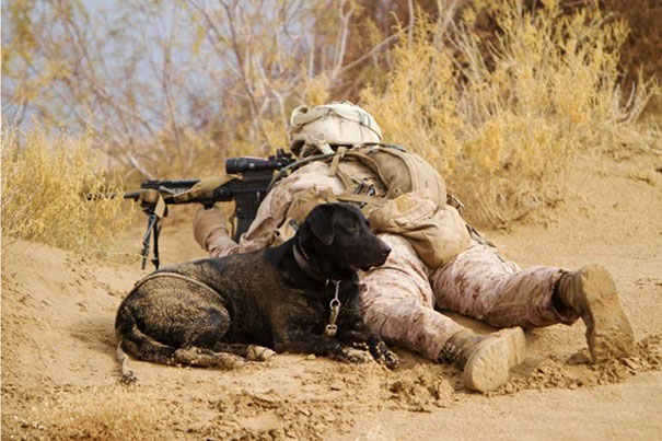 Cães heróis: a relação de soldados e seus animais