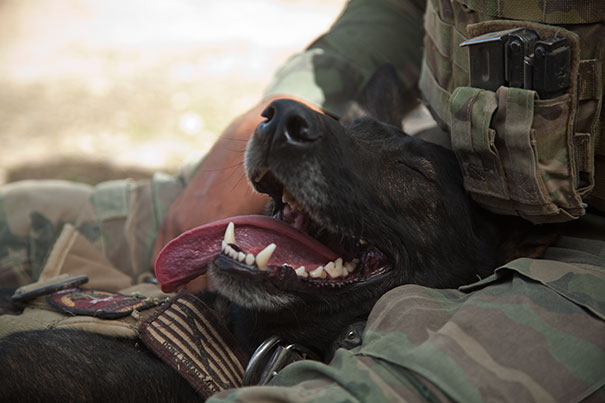 Cães heróis: a relação de soldados e seus animais