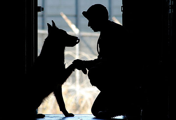 Cães heróis: a relação de soldados e seus animais