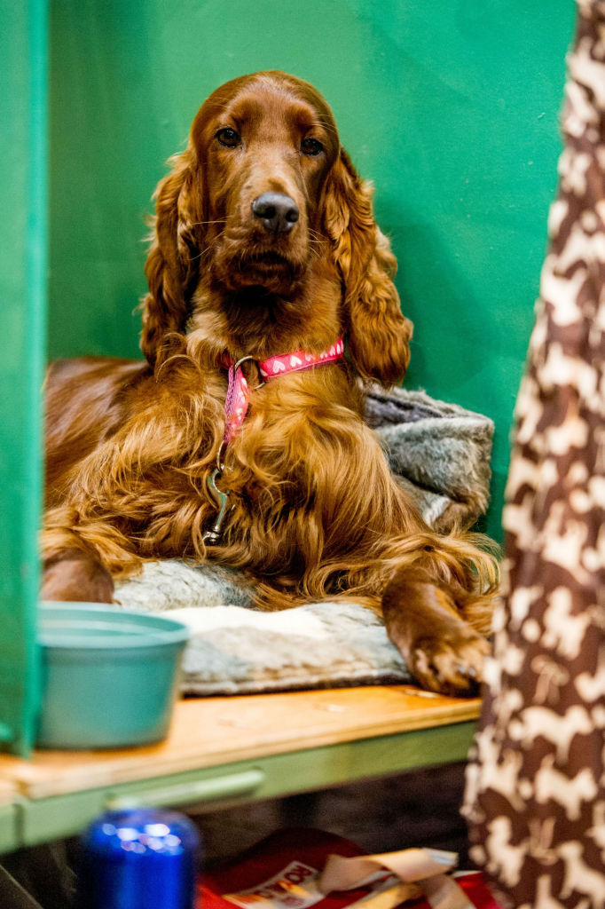 No Crufs, uma das maiores competições caninas da Inglaterra, os dogs capricham no visual e parecem até gente. Olha que lindeza!