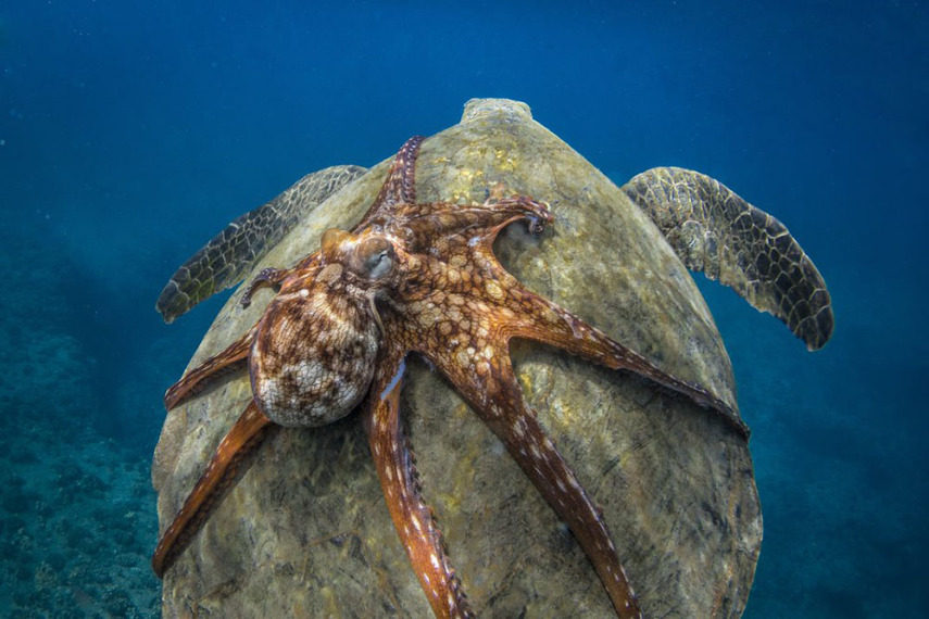 Smithsonian anuncia fotos finalistas de concurso anual