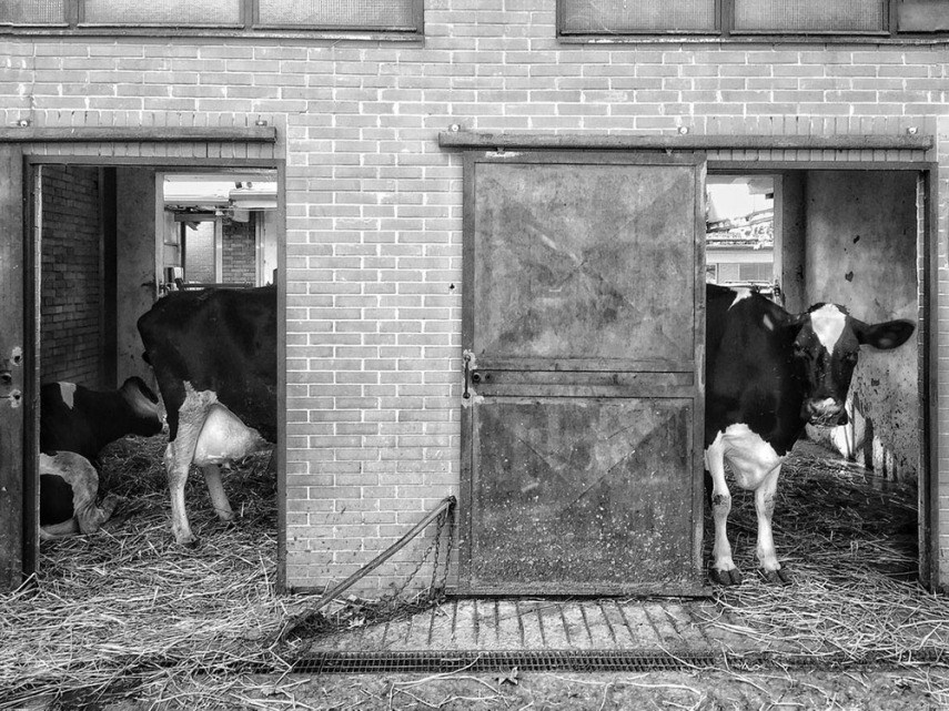 Smithsonian anuncia fotos finalistas de concurso anual