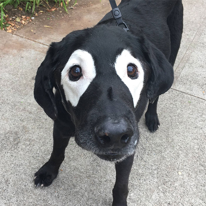 Acabou a tinta? Veja animais com vitiligo que têm aparência única