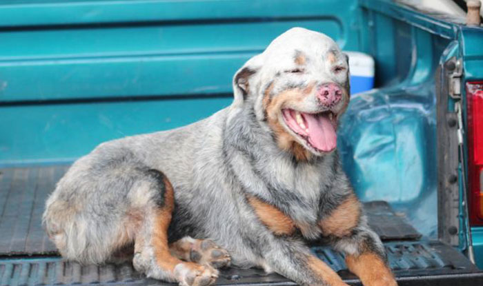 Acabou a tinta? Veja animais com vitiligo que têm aparência única