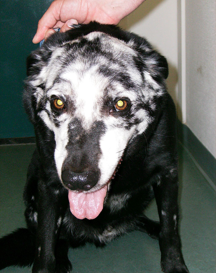 Acabou a tinta? Veja animais com vitiligo que têm aparência única