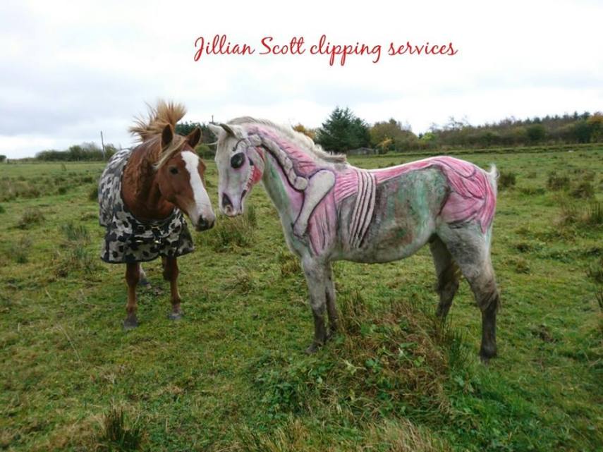 Tosadora de cavalos ganha fama inspirando-se em cultura pop e outros animais