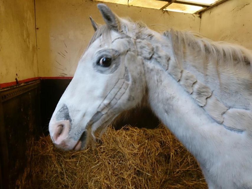 Tosadora de cavalos ganha fama inspirando-se em cultura pop e outros animais