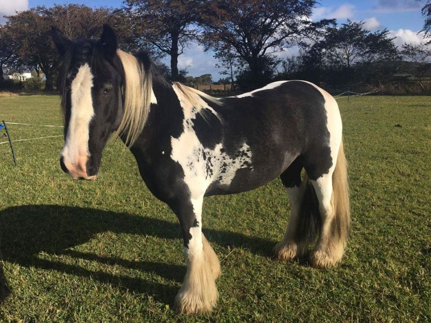 Tosadora de cavalos ganha fama inspirando-se em cultura pop e outros animais