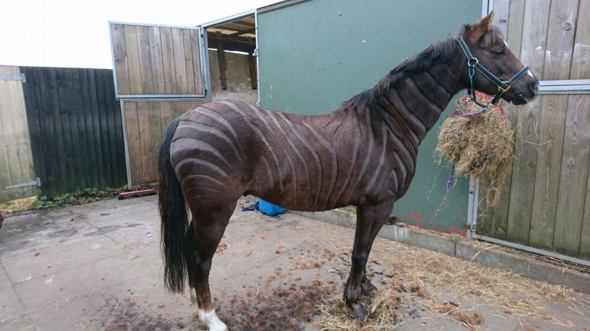 Tosadora de cavalos ganha fama inspirando-se em cultura pop e outros animais