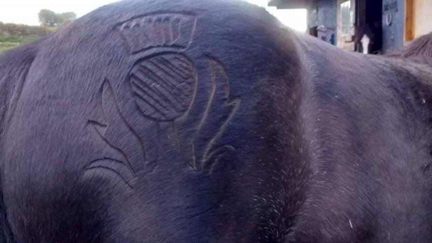 Tosadora de cavalos ganha fama inspirando-se em cultura pop e outros animais