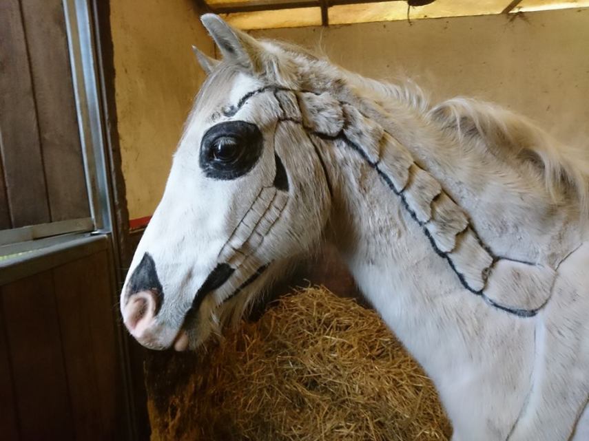 Tosadora de cavalos ganha fama inspirando-se em cultura pop e outros animais