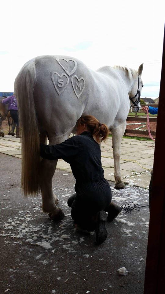Tosadora de cavalos ganha fama inspirando-se em cultura pop e outros animais