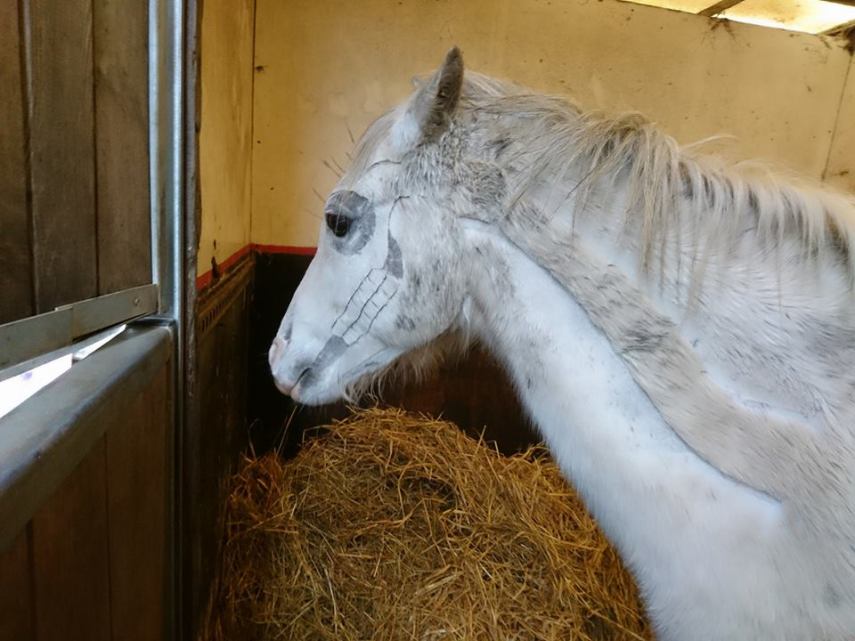 Tosadora de cavalos ganha fama inspirando-se em cultura pop e outros animais
