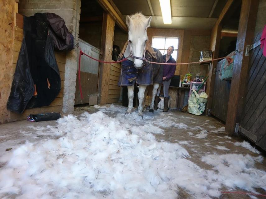 Tosadora de cavalos ganha fama inspirando-se em cultura pop e outros animais