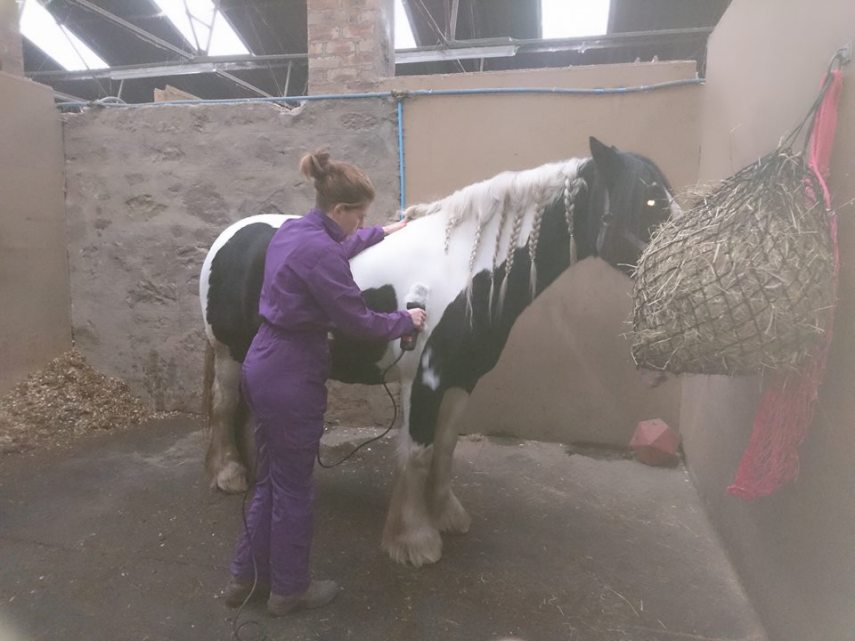 Tosadora de cavalos ganha fama inspirando-se em cultura pop e outros animais