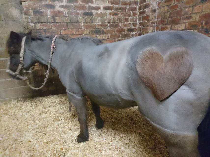 Tosadora de cavalos ganha fama inspirando-se em cultura pop e outros animais