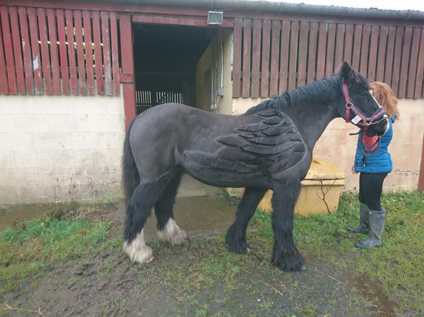 Tosadora de cavalos ganha fama inspirando-se em cultura pop e outros animais
