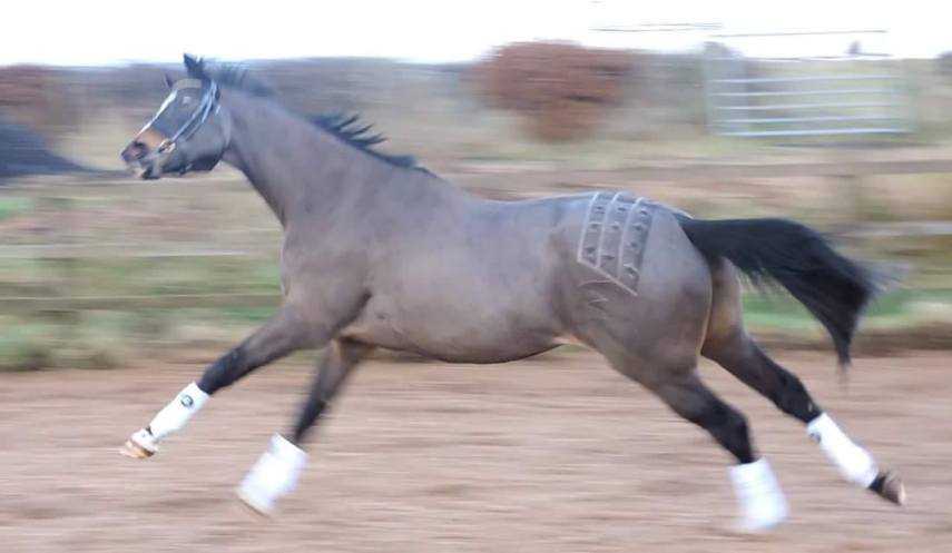 Tosadora de cavalos ganha fama inspirando-se em cultura pop e outros animais
