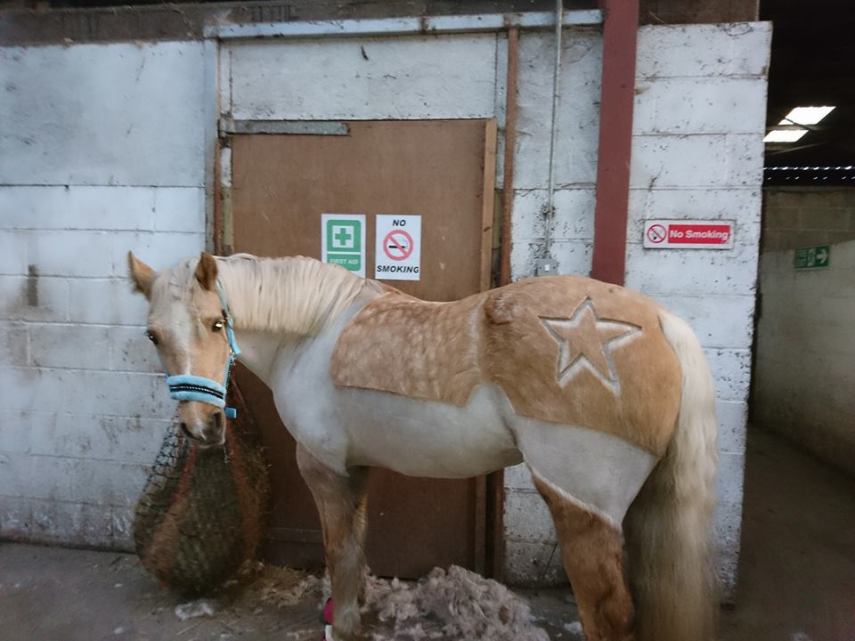 Tosadora de cavalos ganha fama inspirando-se em cultura pop e outros animais