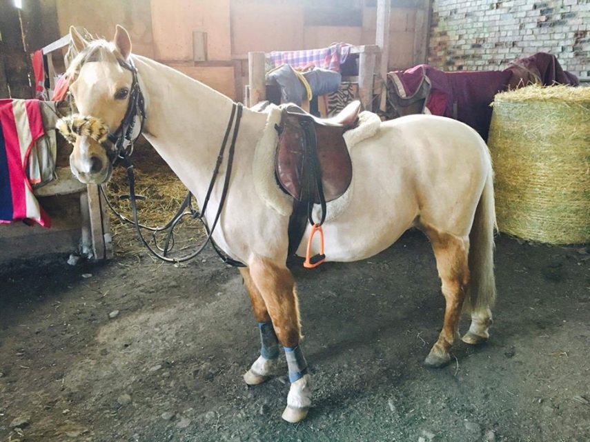 Tosadora de cavalos ganha fama inspirando-se em cultura pop e outros animais