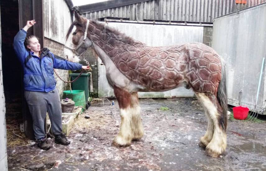 Tosadora de cavalos ganha fama inspirando-se em cultura pop e outros animais
