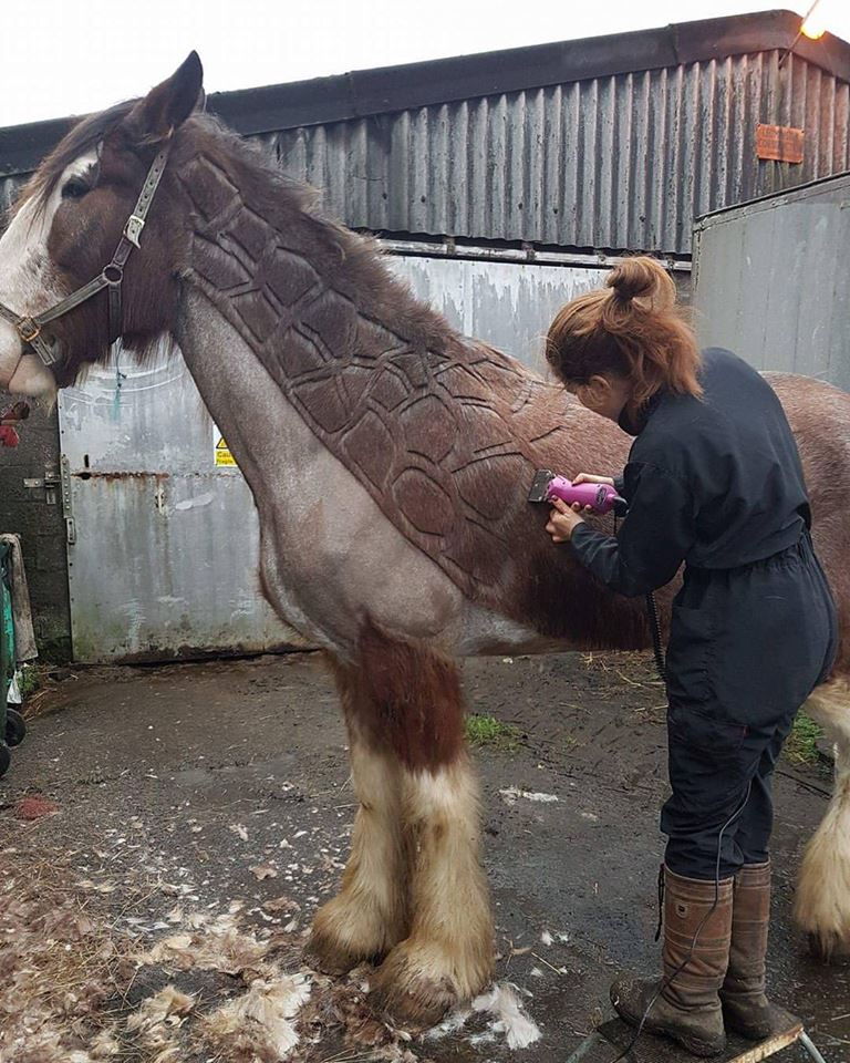 Tosadora de cavalos ganha fama inspirando-se em cultura pop e outros animais