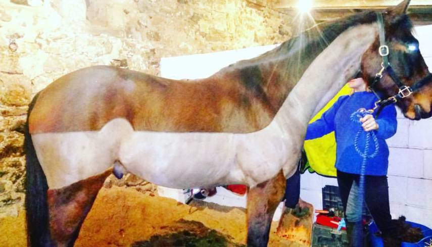 Tosadora de cavalos ganha fama inspirando-se em cultura pop e outros animais