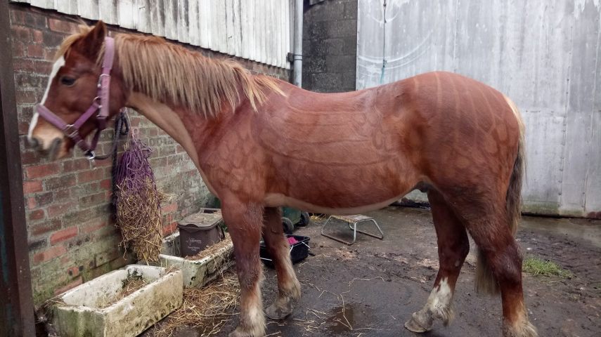 Tosadora de cavalos ganha fama inspirando-se em cultura pop e outros animais