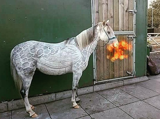 Tosadora de cavalos ganha fama inspirando-se em cultura pop e outros animais