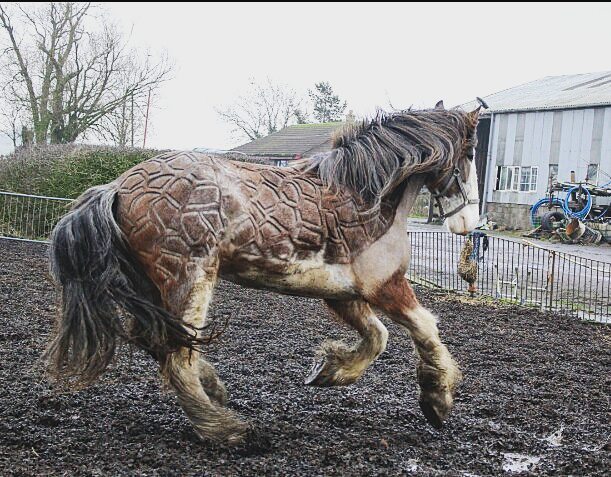 Tosadora de cavalos ganha fama inspirando-se em cultura pop e outros animais