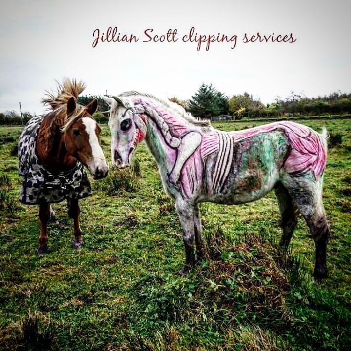 Tosadora de cavalos ganha fama inspirando-se em cultura pop e outros animais