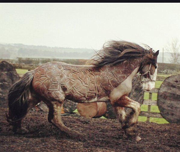 Tosadora de cavalos ganha fama inspirando-se em cultura pop e outros animais