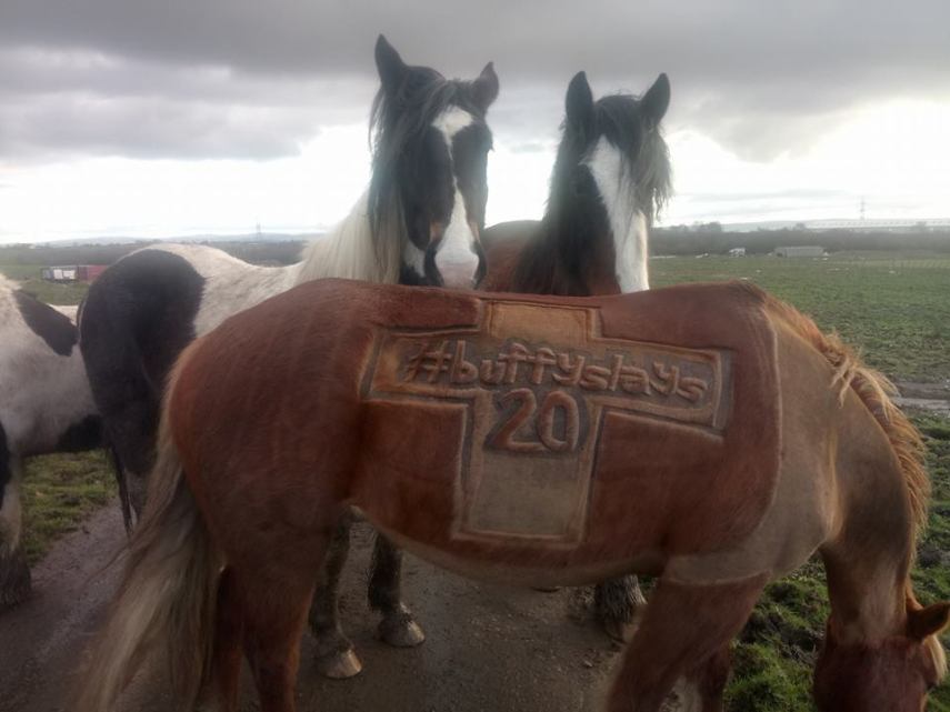 Tosadora de cavalos ganha fama inspirando-se em cultura pop e outros animais