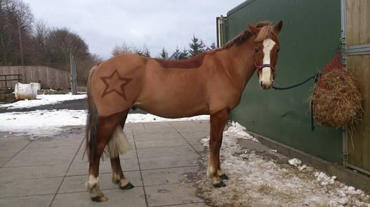 Tosadora de cavalos ganha fama inspirando-se em cultura pop e outros animais
