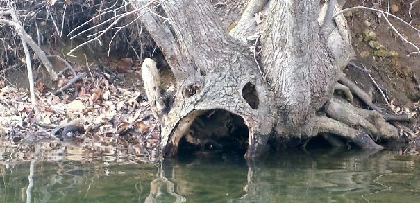 Lista reúne imagens que parecem rostos, monstros ou animais