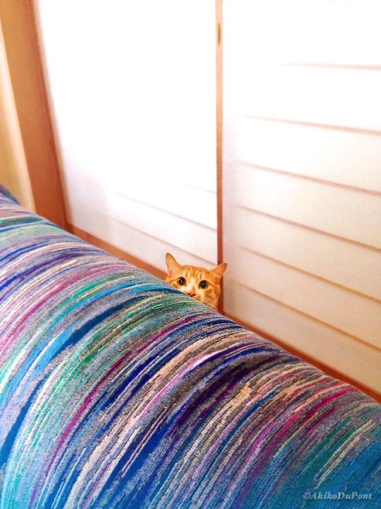 Kinako, o gato, e Jiji, o vovô