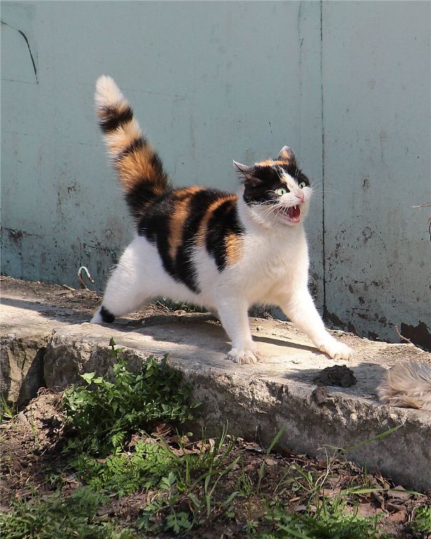 Esses felinos aqui até que mereciam um Oscar, né não?