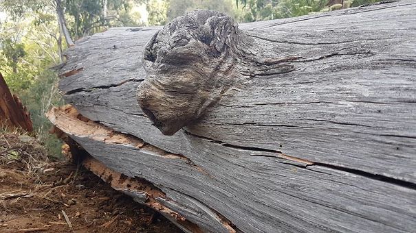 Lista reúne imagens que parecem rostos, monstros ou animais