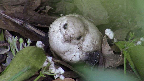 Lista reúne imagens que parecem rostos, monstros ou animais