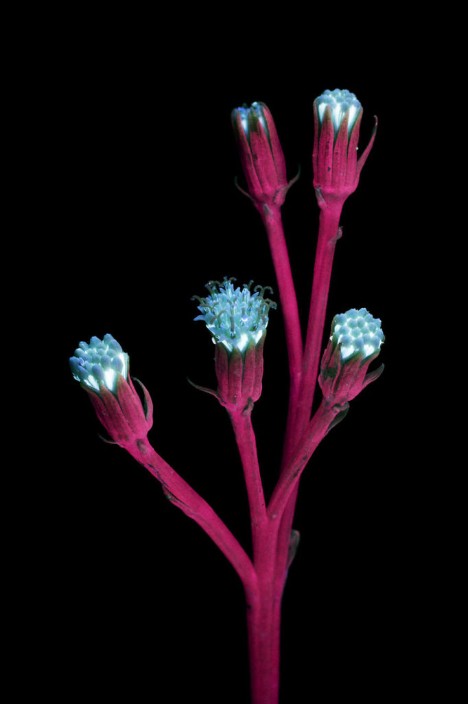 O fotógrafo Craig Burrows diz ter fotografado centenas de flores brilhantes desde 2014, usando a técnica fotografia de fluorescência visível induzida por ultravioleta