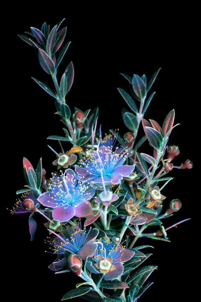 O fotógrafo Craig Burrows diz ter fotografado centenas de flores brilhantes desde 2014, usando a técnica fotografia de fluorescência visível induzida por ultravioleta