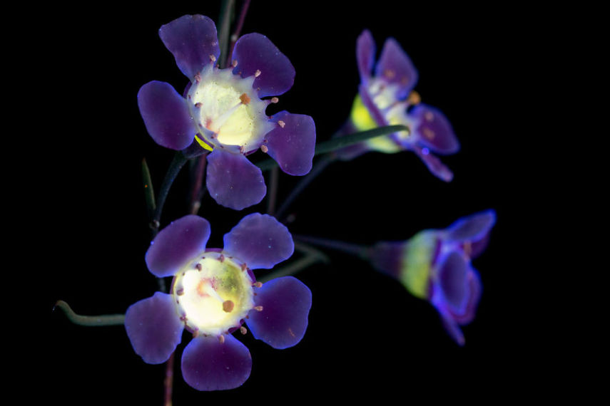 O fotógrafo Craig Burrows diz ter fotografado centenas de flores brilhantes desde 2014, usando a técnica fotografia de fluorescência visível induzida por ultravioleta