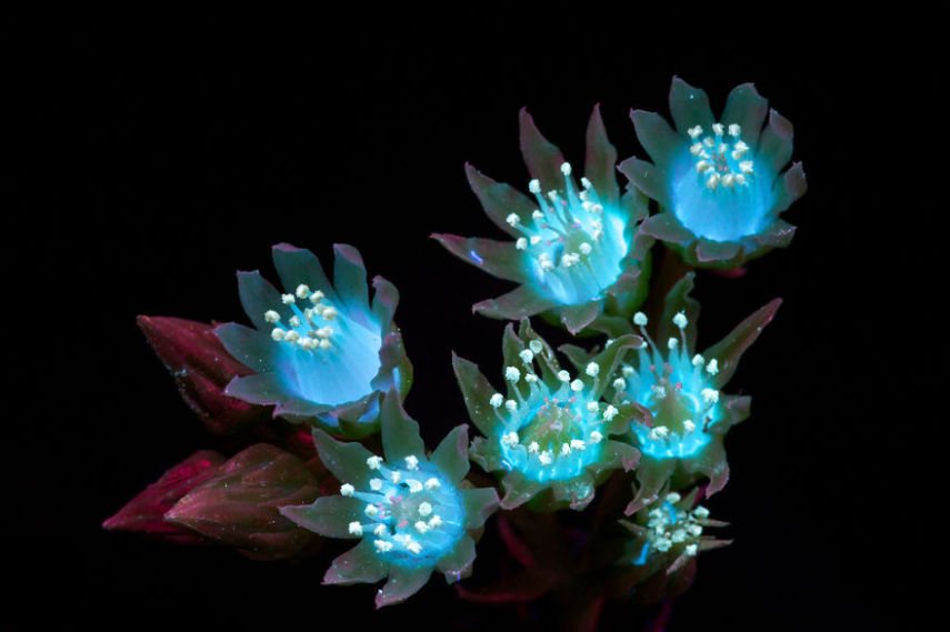 O fotógrafo Craig Burrows diz ter fotografado centenas de flores brilhantes desde 2014, usando a técnica fotografia de fluorescência visível induzida por ultravioleta