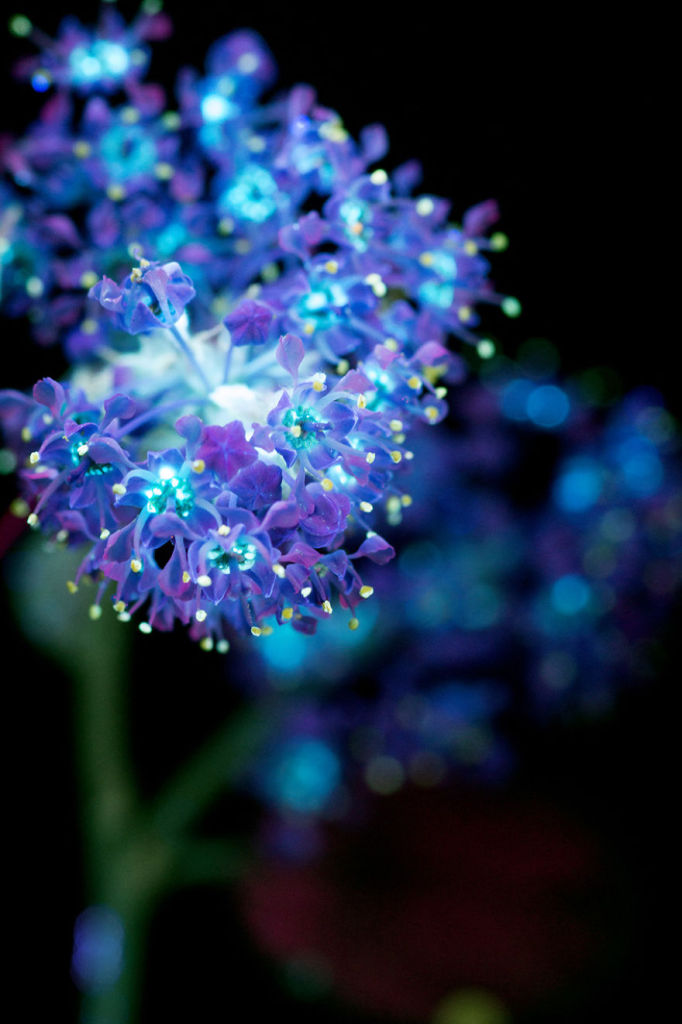 O fotógrafo Craig Burrows diz ter fotografado centenas de flores brilhantes desde 2014, usando a técnica fotografia de fluorescência visível induzida por ultravioleta