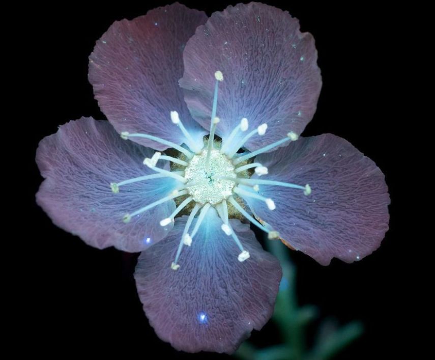 O fotógrafo Craig Burrows diz ter fotografado centenas de flores brilhantes desde 2014, usando a técnica fotografia de fluorescência visível induzida por ultravioleta