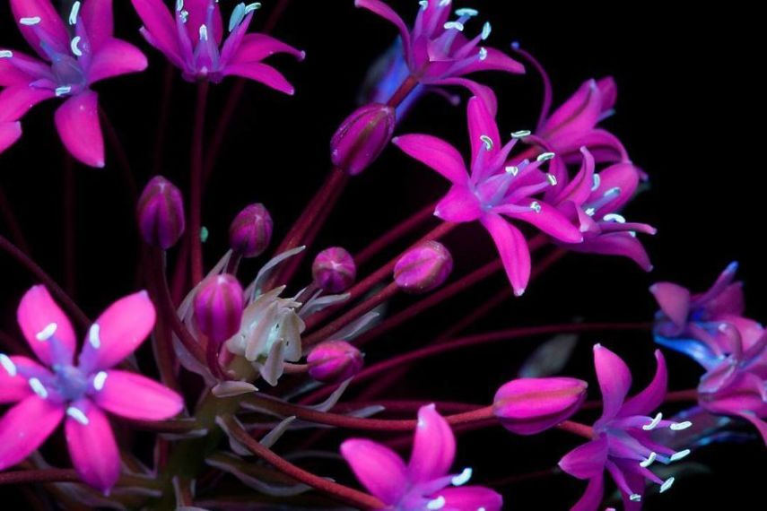 O fotógrafo Craig Burrows diz ter fotografado centenas de flores brilhantes desde 2014, usando a técnica fotografia de fluorescência visível induzida por ultravioleta