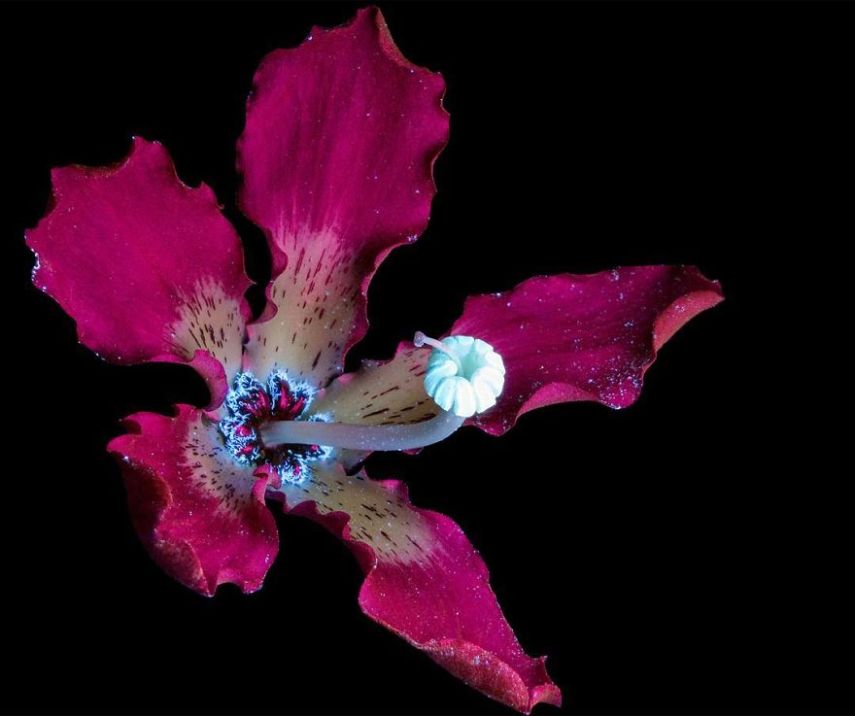 O fotógrafo Craig Burrows diz ter fotografado centenas de flores brilhantes desde 2014, usando a técnica fotografia de fluorescência visível induzida por ultravioleta