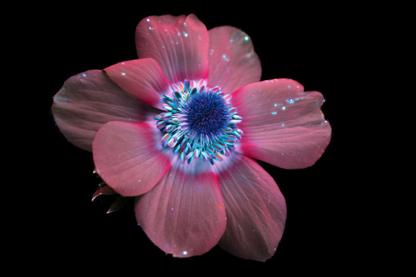 O fotógrafo Craig Burrows diz ter fotografado centenas de flores brilhantes desde 2014, usando a técnica fotografia de fluorescência visível induzida por ultravioleta